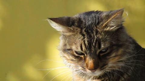 How to Use Clippers when Grooming a Shaggy-Haired cat : cat Grooming