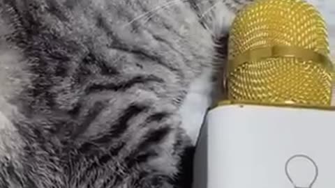 Would you believe if a CAT can sing?? Watch this!