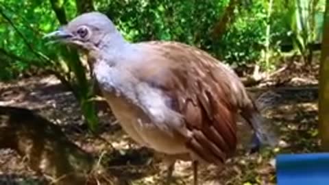 Lirabirds can imitate 200 different sounds !