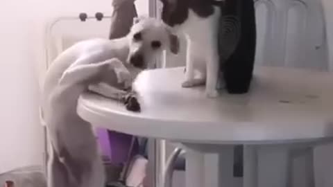 Cat and dog friendship