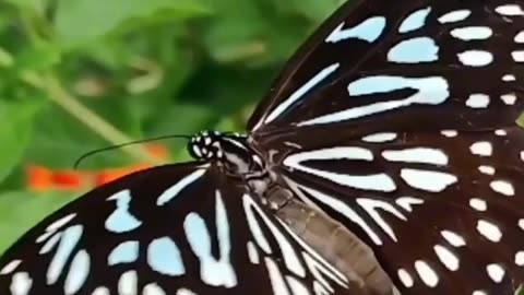 Very beautiful and colorful butterflies | بہت ہی خوبصورت اور رنگین تتلیاں