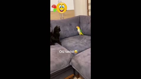 Parrot Pretending to be Dead When it Sees a Cat...