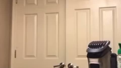 A cat dancing to some music