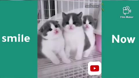 What funny animals |Funny Cats 2021