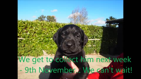 Choosing our Black Labrador Puppy - Percy...soo cute