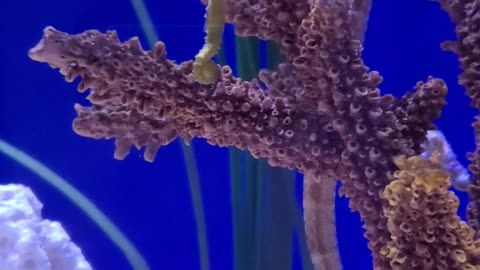 Tiny Sea Horse Swimming