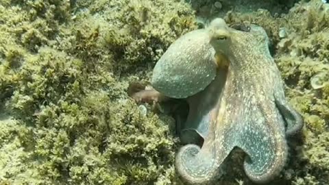 Octopuses Unveiled: A Deep Dive into Their Fascinating World