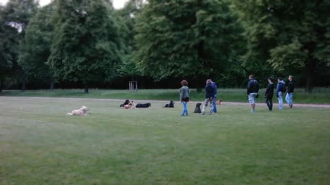 Dog training animals in park