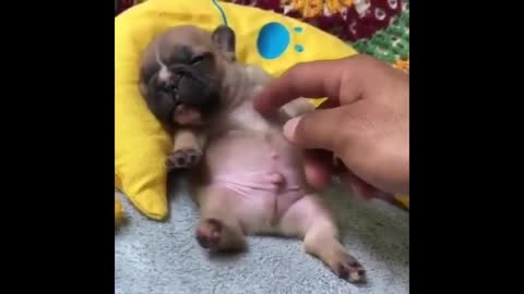 Funny and Cute French Bulldog Puppies Compilation #2 - Cutest French Bulldog