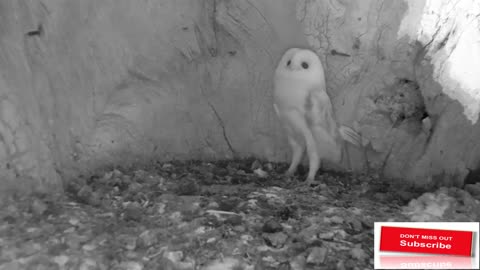 This Barn Owl Baby Heard Thunder for the First Time