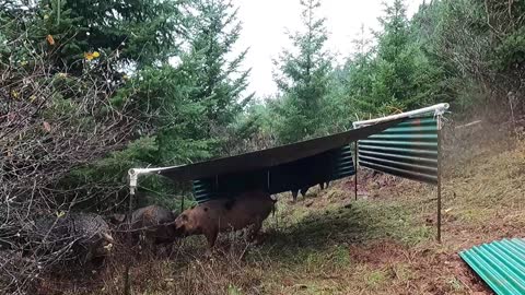 Pig Shelter Fail: Rebuilding After Oregon Rain Storm