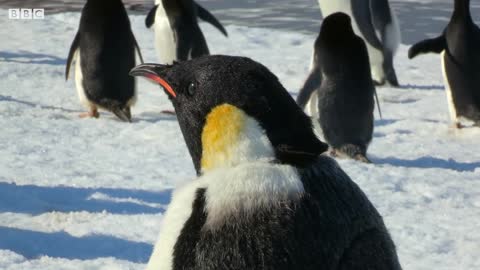 Penguin chicks rescued by unlikely hero | Spy In The Snow | BBC Earth