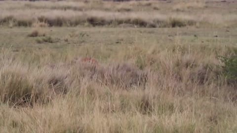 WORLD’S FASTEST ANIMALS FAIL! Grant’s Gazzele Take Down Cheetah With Horns, Lion Hunt Imapala Fai