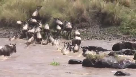 Wildbeest GNU Mara Crossing