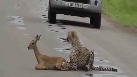 Lion attacks on Deer so horrible