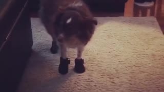 Brown dog on carpet with shoes socks on doesnt like it