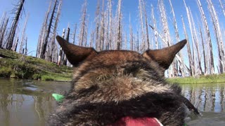 German Shepherd plays fetch in scenic lake wearing GoPro