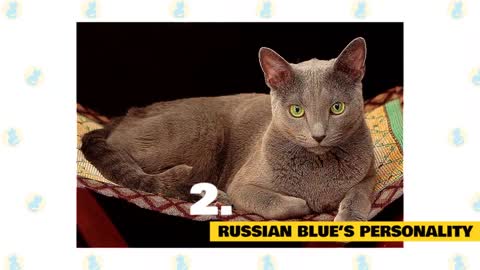 Russian Blue Cats