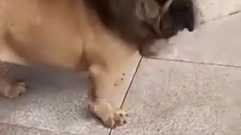 funny dog video from england