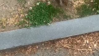 Squirrel Takes Woman to Show Her Hidden Peanut Stash