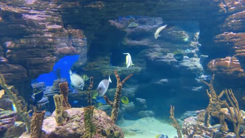 Exploring the Enchanting World of Underwater Sea Life | Radiant Earth Gazer