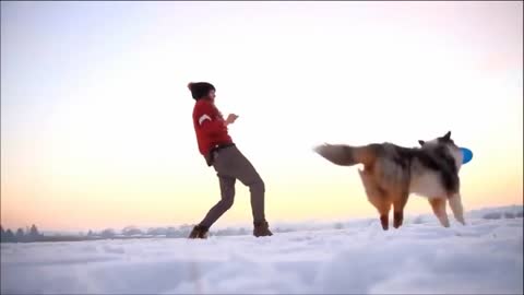 Amazing Skills brain training for dogs