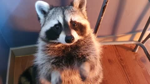 Pet raccoon rubs his hands together when he wants treats