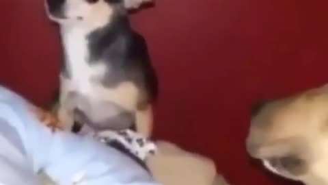 angry chihuahua gets punched by other dog