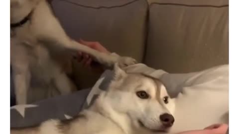 Funny Dog Huskies are fighting
