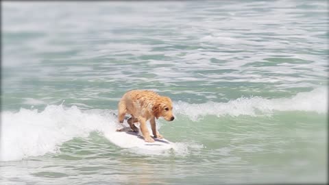 Cute Golden Retriever Learning to Surf