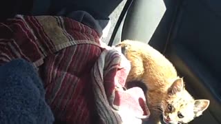 Nervous Rescued Bobcat Kitten Explores Car