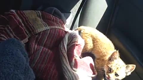 Nervous Rescued Bobcat Kitten Explores Car