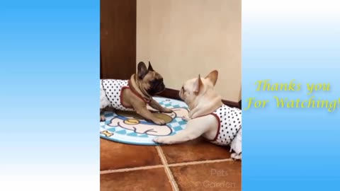 Cute Pets And Funny Animals video Compilation #4