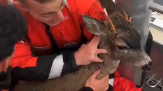 U.S. Coast Guard rescues distressed deer in waters off Alaskan Coast