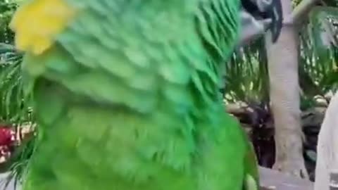 Funny Parrot Talking 🦜