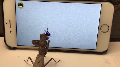 Praying mantis watching tv