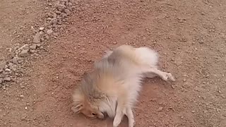 Dog decides to give himself a dirt bath