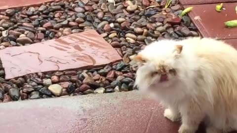 Funny Cats Will Make You Laugh For Hours!!!