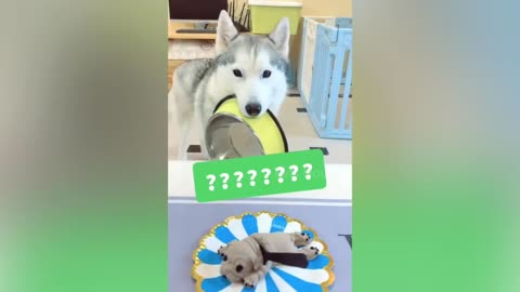 Dog Reaction to Cutting Cake 🤣 - Funny Dog Cake Reaction Compilation | Pets Hous