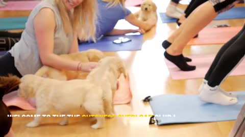 Labrador Retrievers Puppies Doing Yoga Skillfuly