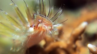 Fireworm Head Filmed in Macro