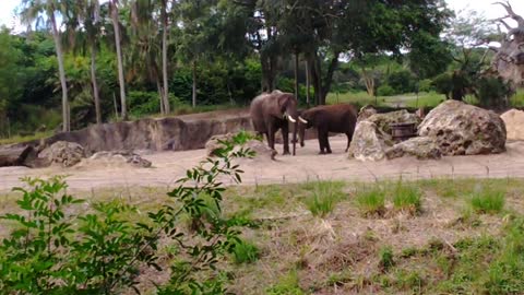 🐘Mom & Daughter 🐘🐘🐘Elephants