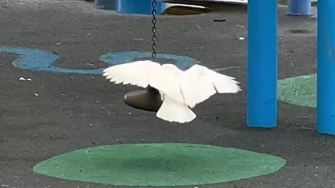 Hoppy the Corella Playing on the Stand-Up Seesaw