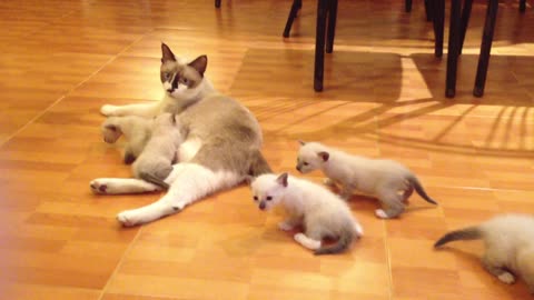 Mother Cat and Cute Kittens - Best Family Cats Comilation