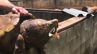 Snapping Turtle Eats an Apple