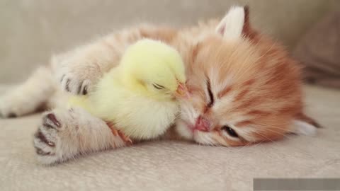 Kitten sleeps with a Chick🐥 (( the cutest thing you would see today ))