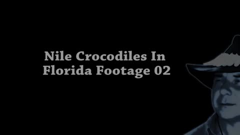 Nile Crocodiles In Florida 02_Cut.mp4