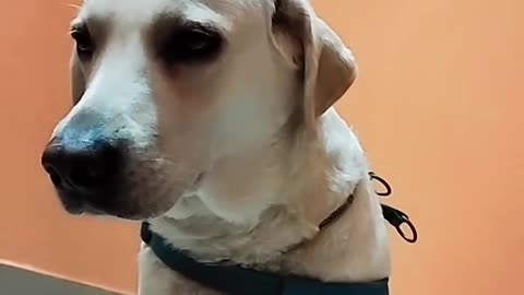 Dog 🐶 lover short video.