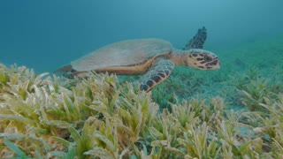 Sea Turtle Swims along the Seagrass