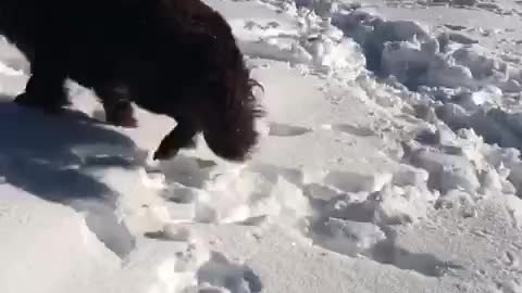 Girl thinks dog is making "snow puppy angels"